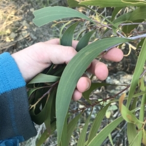 Acacia implexa at O'Malley, ACT - 29 May 2021 04:18 PM