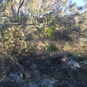 Acacia implexa at O'Malley, ACT - 29 May 2021 04:18 PM