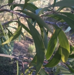 Acacia implexa at O'Malley, ACT - 29 May 2021 04:18 PM