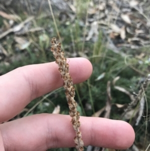 Plantago varia at O'Malley, ACT - 29 May 2021