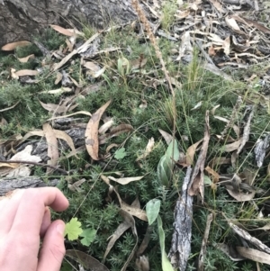 Plantago varia at O'Malley, ACT - 29 May 2021