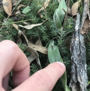 Plantago varia at O'Malley, ACT - 29 May 2021