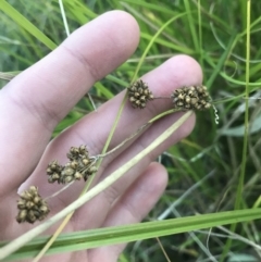 Juncus (genus) (A Rush) at O'Malley, ACT - 29 May 2021 by Tapirlord