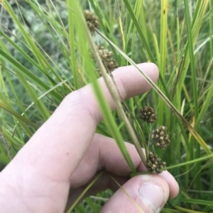 Juncus sp. at O'Malley, ACT - 29 May 2021