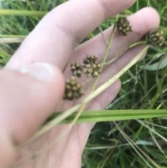 Juncus sp. at O'Malley, ACT - 29 May 2021 04:29 PM