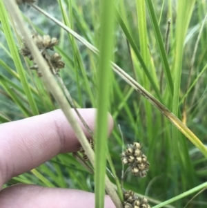 Juncus sp. at O'Malley, ACT - 29 May 2021 04:29 PM