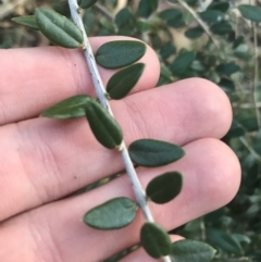 Olea europaea subsp. cuspidata (African Olive) at Mount Mugga Mugga - 29 May 2021 by Tapirlord