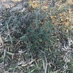 Olea europaea subsp. cuspidata at O'Malley, ACT - 29 May 2021 04:34 PM