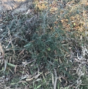 Olea europaea subsp. cuspidata at O'Malley, ACT - 29 May 2021