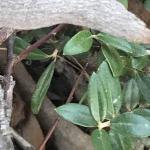 Olea europaea subsp. cuspidata at O'Malley, ACT - 29 May 2021 04:34 PM