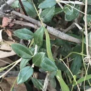 Olea europaea subsp. cuspidata at O'Malley, ACT - 29 May 2021 04:34 PM