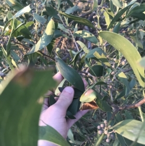 Acacia melanoxylon at O'Malley, ACT - 29 May 2021