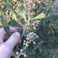 Acacia melanoxylon at O'Malley, ACT - 29 May 2021