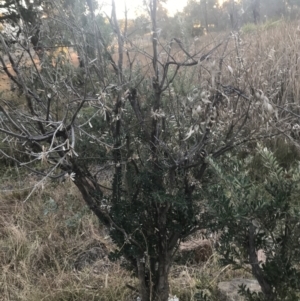 Banksia marginata at O'Malley, ACT - 29 May 2021