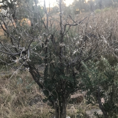Banksia marginata (Silver Banksia) at O'Malley, ACT - 29 May 2021 by Tapirlord