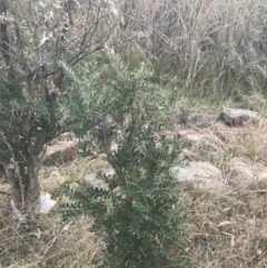Banksia marginata at O'Malley, ACT - 29 May 2021