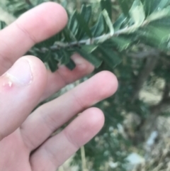 Banksia marginata at O'Malley, ACT - 29 May 2021