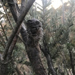 Banksia marginata at O'Malley, ACT - 29 May 2021