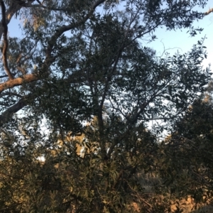 Banksia marginata at O'Malley, ACT - 29 May 2021