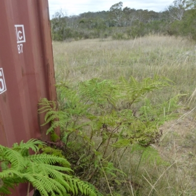 Calochlaena dubia (Rainbow Fern) at Boro, NSW - 8 Feb 2021 by Paul4K