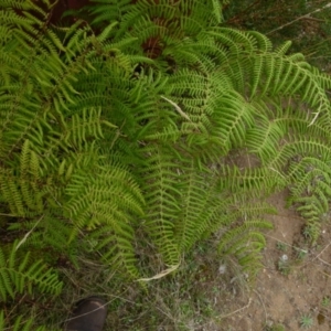 Calochlaena dubia at Boro, NSW - suppressed