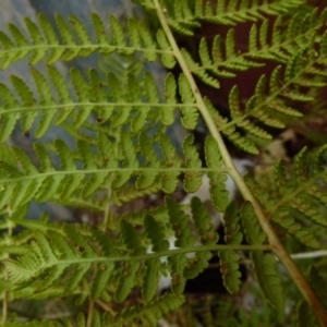 Calochlaena dubia at Boro, NSW - suppressed