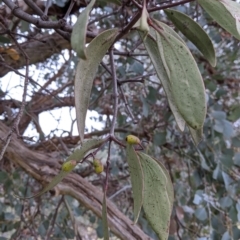 Muellerina eucalyptoides (Creeping Mistletoe) at Nail Can Hill - 3 Jun 2021 by Darcy