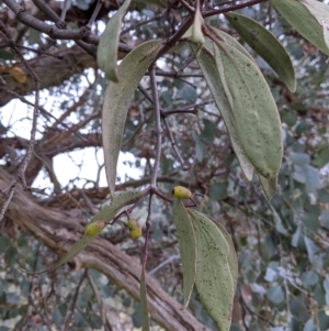 Muellerina eucalyptoides at Jindera, NSW - 3 Jun 2021