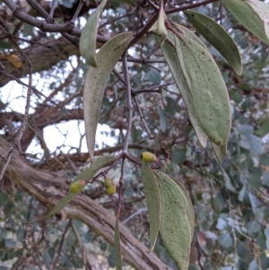 Muellerina eucalyptoides at Jindera, NSW - 3 Jun 2021 02:57 PM