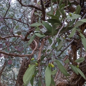 Muellerina eucalyptoides at Jindera, NSW - 3 Jun 2021 02:57 PM