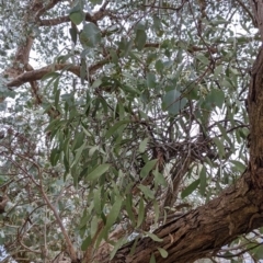 Muellerina eucalyptoides at Jindera, NSW - 3 Jun 2021 02:57 PM