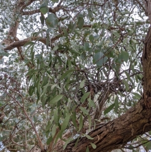 Muellerina eucalyptoides at Jindera, NSW - 3 Jun 2021 02:57 PM