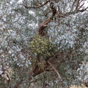 Muellerina eucalyptoides at Jindera, NSW - 3 Jun 2021 02:57 PM