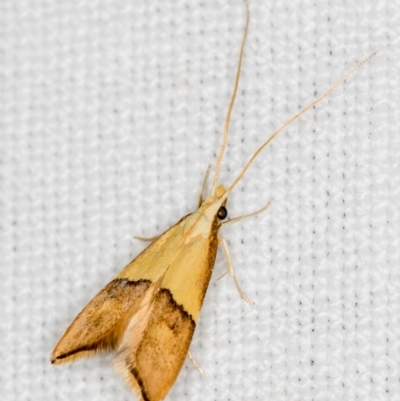 Crocanthes prasinopis (A Curved -horn moth) at Jacka, ACT - 6 Nov 2020 by Bron