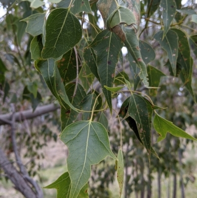 Brachychiton populneus (Kurrajong) at Urana Road Bushland Reserves - 3 Jun 2021 by Darcy