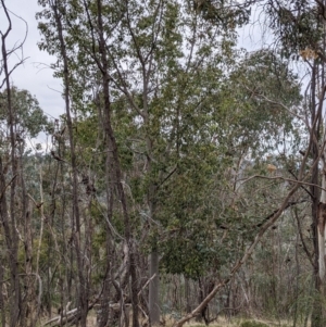 Brachychiton populneus at Albury - 3 Jun 2021