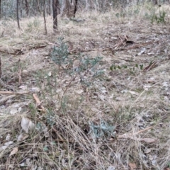 Hibbertia obtusifolia (Grey Guinea-flower) at Albury - 3 Jun 2021 by Darcy