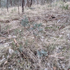 Hibbertia obtusifolia at Hamilton Valley, NSW - 3 Jun 2021 02:28 PM