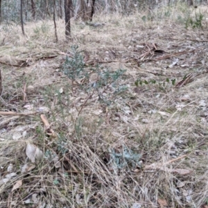 Hibbertia obtusifolia at Hamilton Valley, NSW - 3 Jun 2021