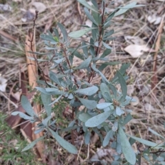 Hibbertia obtusifolia at Hamilton Valley, NSW - 3 Jun 2021 02:28 PM