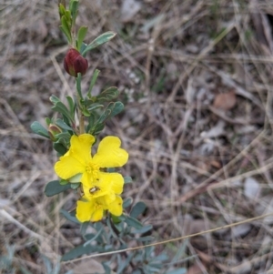 Hibbertia obtusifolia at Hamilton Valley, NSW - 3 Jun 2021