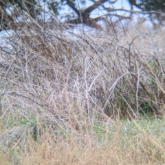 Malurus cyaneus (Superb Fairywren) at Albury - 3 Jun 2021 by Darcy