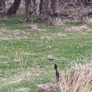 Rhipidura leucophrys at Jindera, NSW - 3 Jun 2021