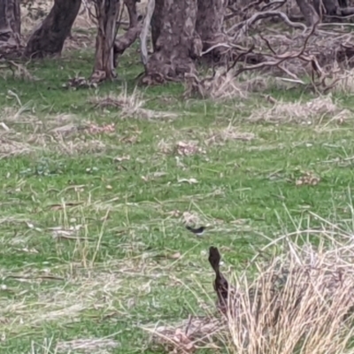 Rhipidura leucophrys (Willie Wagtail) at Nail Can Hill - 3 Jun 2021 by Darcy