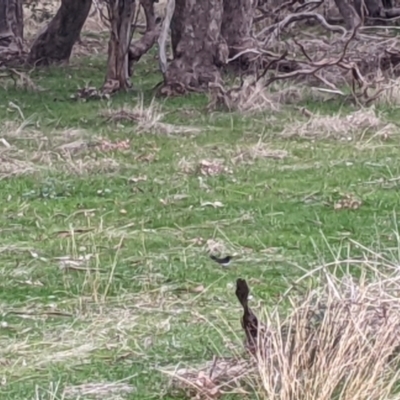 Rhipidura leucophrys (Willie Wagtail) at Albury - 3 Jun 2021 by Darcy