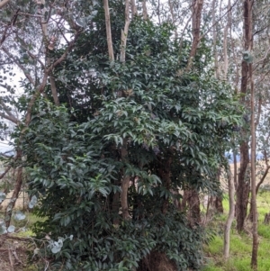 Ligustrum lucidum at Albury - 3 Jun 2021 03:32 PM