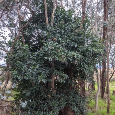 Ligustrum lucidum (Large-leaved Privet) at Urana Road Bushland Reserves - 3 Jun 2021 by Darcy