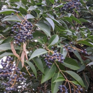 Ligustrum lucidum at Albury - 3 Jun 2021 03:32 PM