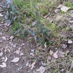 Xerochrysum viscosum (Sticky Everlasting) at Urana Road Bushland Reserves - 3 Jun 2021 by Darcy