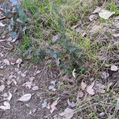 Xerochrysum viscosum (Sticky Everlasting) at Jindera, NSW - 3 Jun 2021 by Darcy